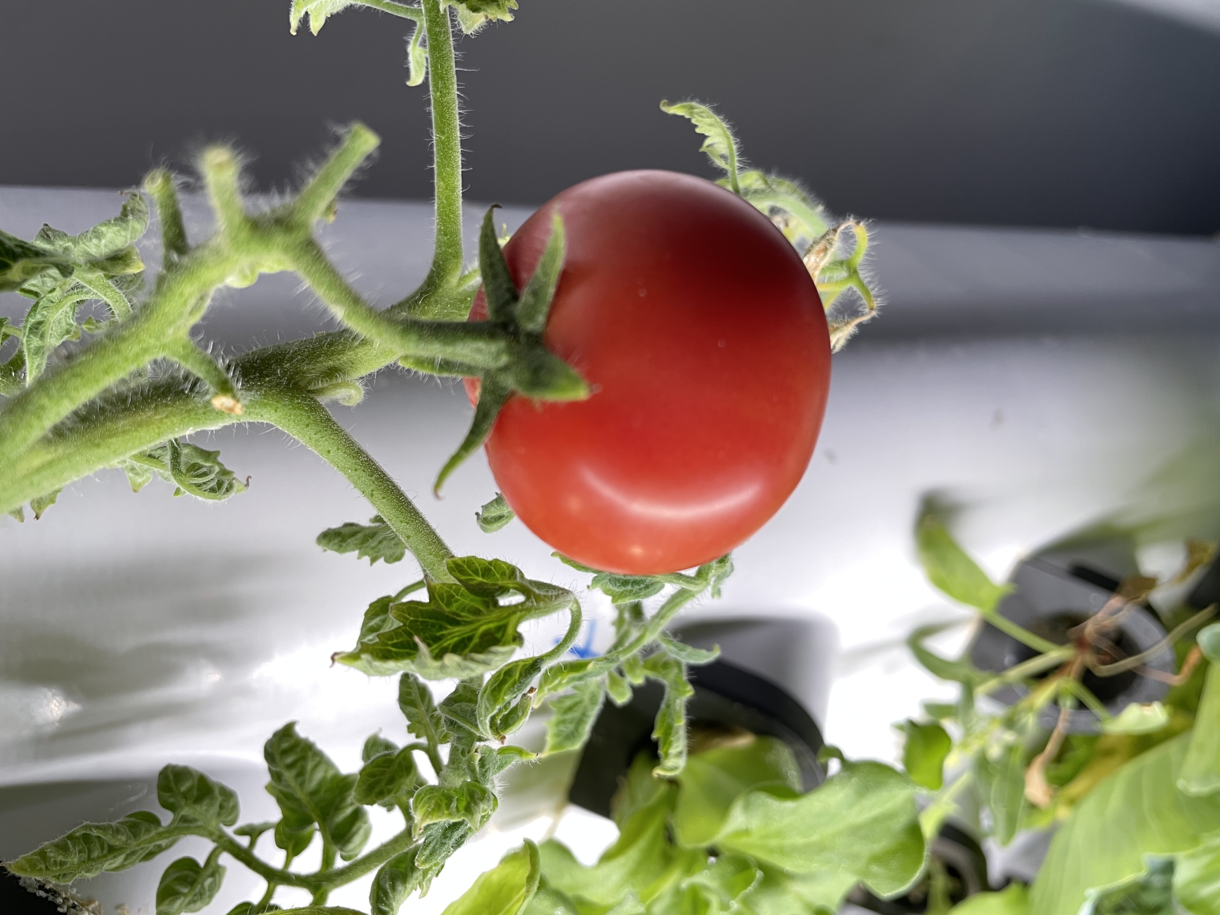 Hydroponic Growing System for  - Farming Zone recensie en prijs